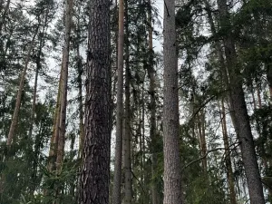 Prodej lesa, Dehtáře, 34777 m2