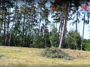 Prodej lesa, Unhošť, 3111 m2