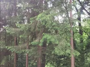 Prodej lesa, Červená Řečice, 2080 m2