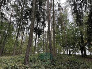 Prodej lesa, Chrášťany, 9048 m2