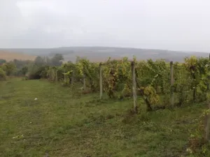 Dražba pole, Morkůvky, 4541 m2