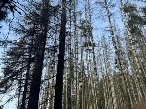 Prodej podílu lesa, Krásněves, 7152 m2