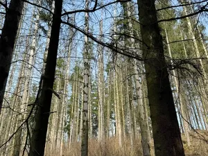 Prodej podílu lesa, Krásněves, 7152 m2
