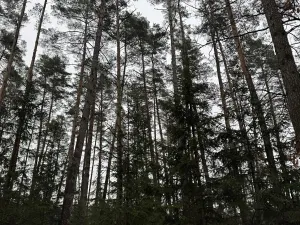 Prodej podílu pozemku, Veliny, 16991 m2