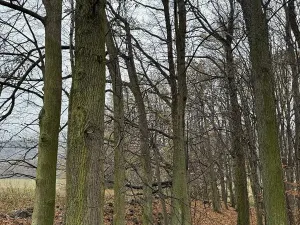 Prodej podílu lesa, Heřmánky, 845 m2