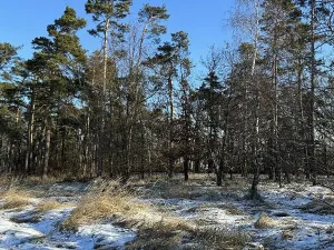 Prodej lesa, Sedlec, 1646 m2