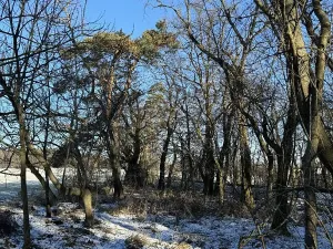 Prodej lesa, Sedlec, 1646 m2