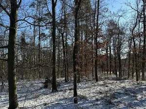 Prodej lesa, Sedlec, 1646 m2