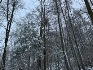 Prodej lesa, Starý Jičín, 11214 m2