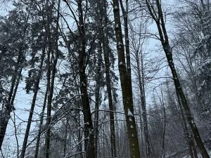 Prodej lesa, Starý Jičín, 11214 m2