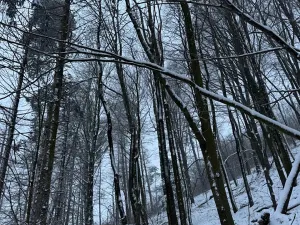 Prodej lesa, Starý Jičín, 11214 m2