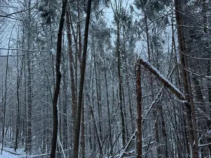 Prodej lesa, Starý Jičín, 11214 m2