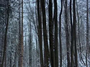 Prodej lesa, Starý Jičín, 11214 m2