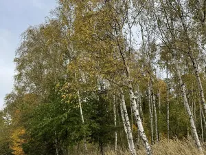 Prodej podílu lesa, Chrášťany, 1669 m2