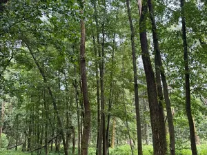 Prodej podílu lesa, Budyně, 2101 m2