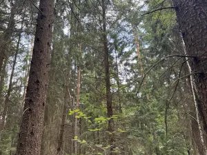 Prodej podílu lesa, Budyně, 2101 m2