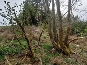 Prodej lesa, Buřenice, 475 m2