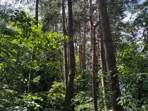 Prodej lesa, Slabčice, 2562 m2