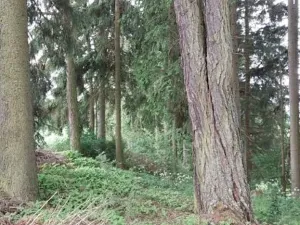 Prodej lesa, Nejdek, 10928 m2