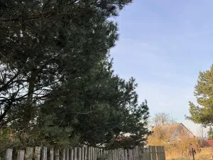 Prodej lesa, Čistá, 2633 m2