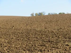 Dražba pole, Pohořelice, 6041 m2