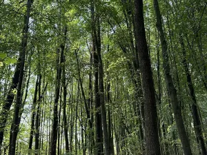 Prodej podílu lesa, Pardubice, 9649 m2