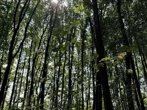 Prodej podílu lesa, Pardubice, 9649 m2