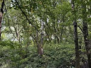 Prodej podílu lesa, Pardubice, 9649 m2