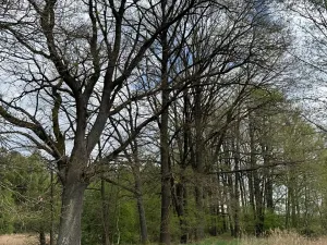 Prodej podílu pozemku, Stříbřec, 5449 m2