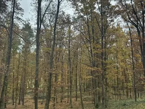 Prodej podílu pozemku, Dolní Lukavice, 43384 m2