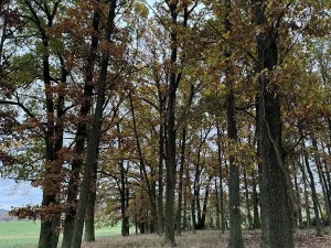 Prodej podílu pozemku, Dolní Lukavice, 43384 m2