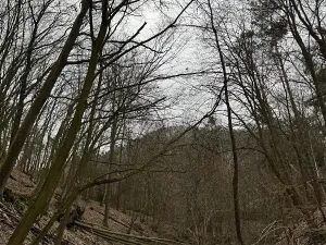 Prodej podílu lesa, Luka, 3584 m2