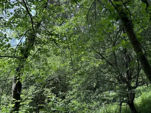 Prodej podílu pozemku, Suchdol, 9027 m2