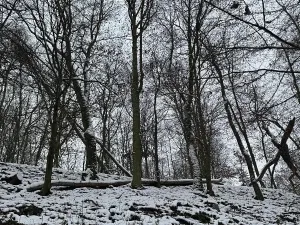 Prodej podílu lesa, Vysoká, 2782 m2