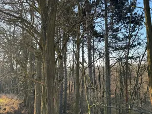 Prodej lesa, Mělnické Vtelno, 14092 m2