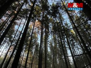 Prodej lesa, Borovnice, 38344 m2