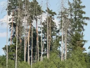 Prodej lesa, Trhový Štěpánov, 16349 m2
