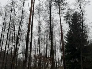 Prodej pozemku, Veliny, 50855 m2