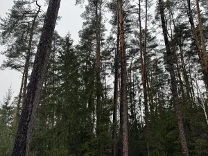 Prodej pozemku, Veliny, 50855 m2