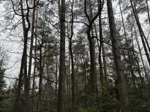 Prodej pozemku, Veliny, 50855 m2