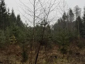 Prodej pozemku, Veliny, 50855 m2