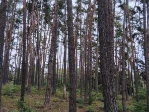 Prodej lesa, Nečín, 14980 m2