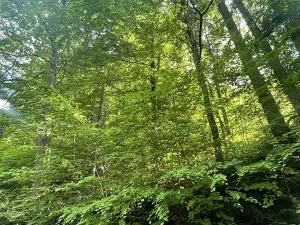 Dražba lesa, Vidče, 12993 m2