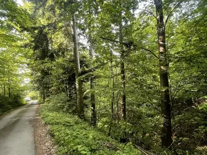 Dražba lesa, Vidče, 12993 m2