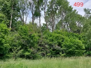 Prodej lesa, Častrov, 768 m2