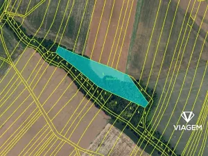 Prodej podílu lesa, Tulešice, 3694 m2
