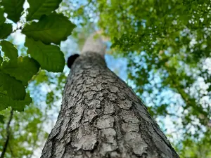Prodej pozemku pro bydlení, Luštěnice, 9368 m2