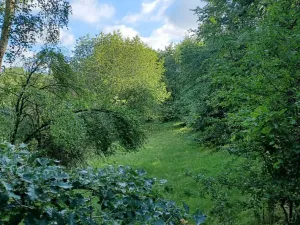 Dražba pozemku, Dubá, 15626 m2