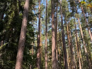 Prodej lesa, Mladošovice, 12064 m2