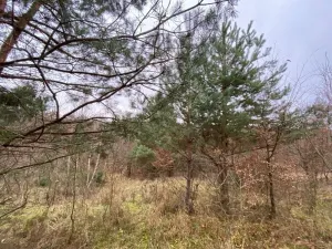 Dražba lesa, Šarovy, 11619 m2